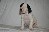 DOGUE ALLEMAND 732